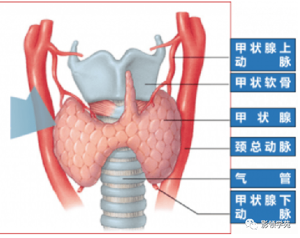 甲状腺结构示意图图片