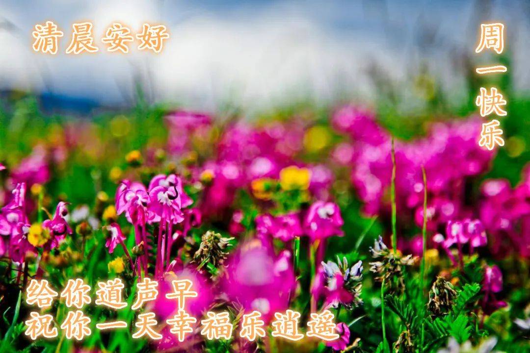 早上好最新出的温馨问候短信句子清晨最好看的早安鲜花图片大全