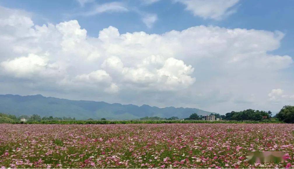 文圩羽生谷格桑花海,每一眼都是屏保!_蒙山