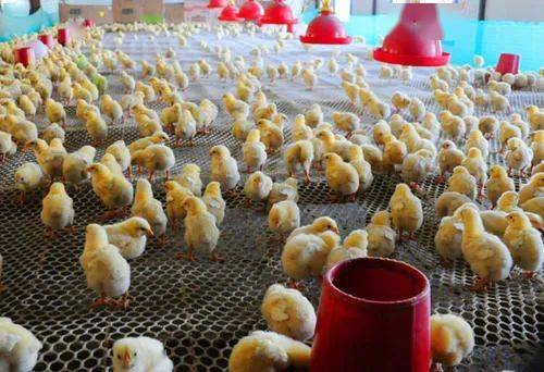 行业热点 | 鸡苗5毛难出手,孵化场深陷增收困境!