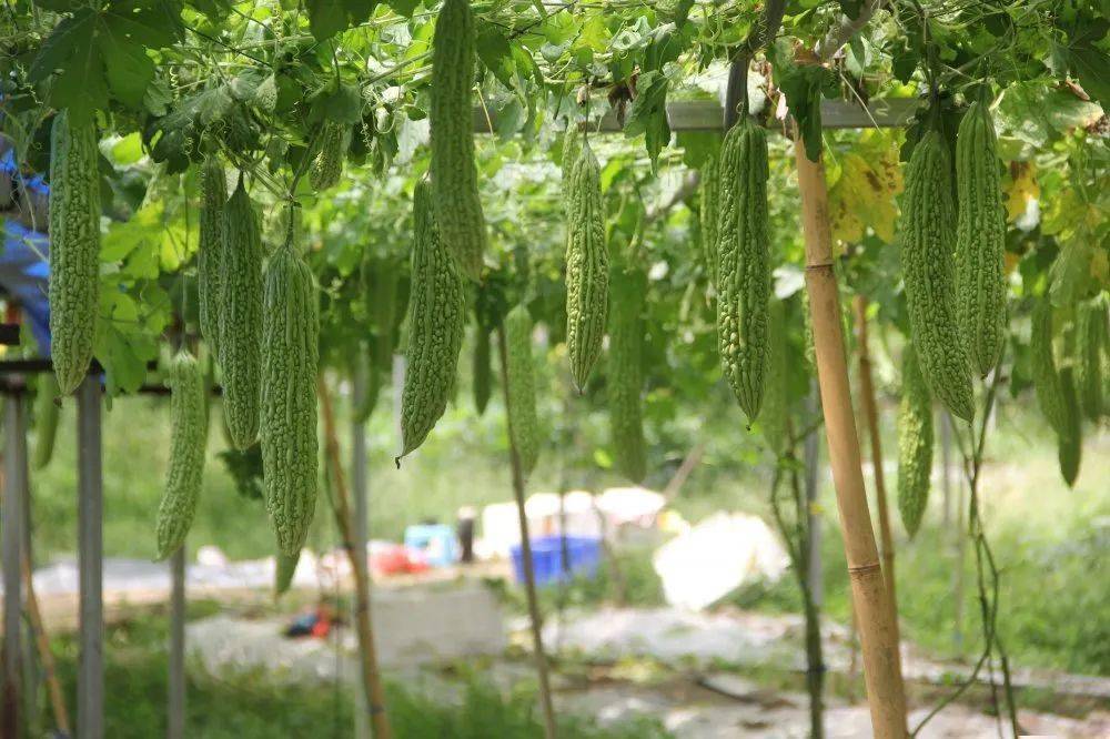 冬季苦瓜大棚种植图片