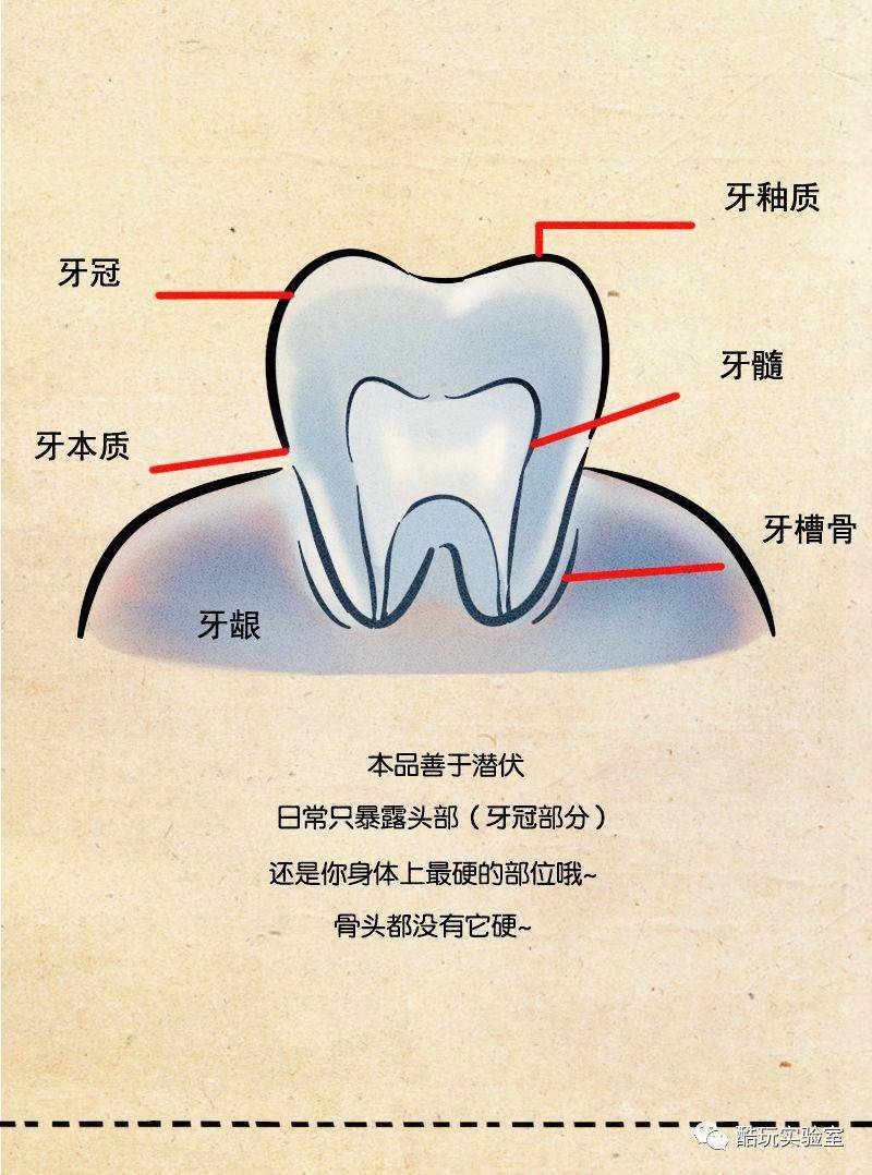 成人牙齿名称大全图解图片