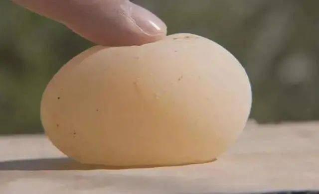 芦丁鸡为什么也会产软壳蛋