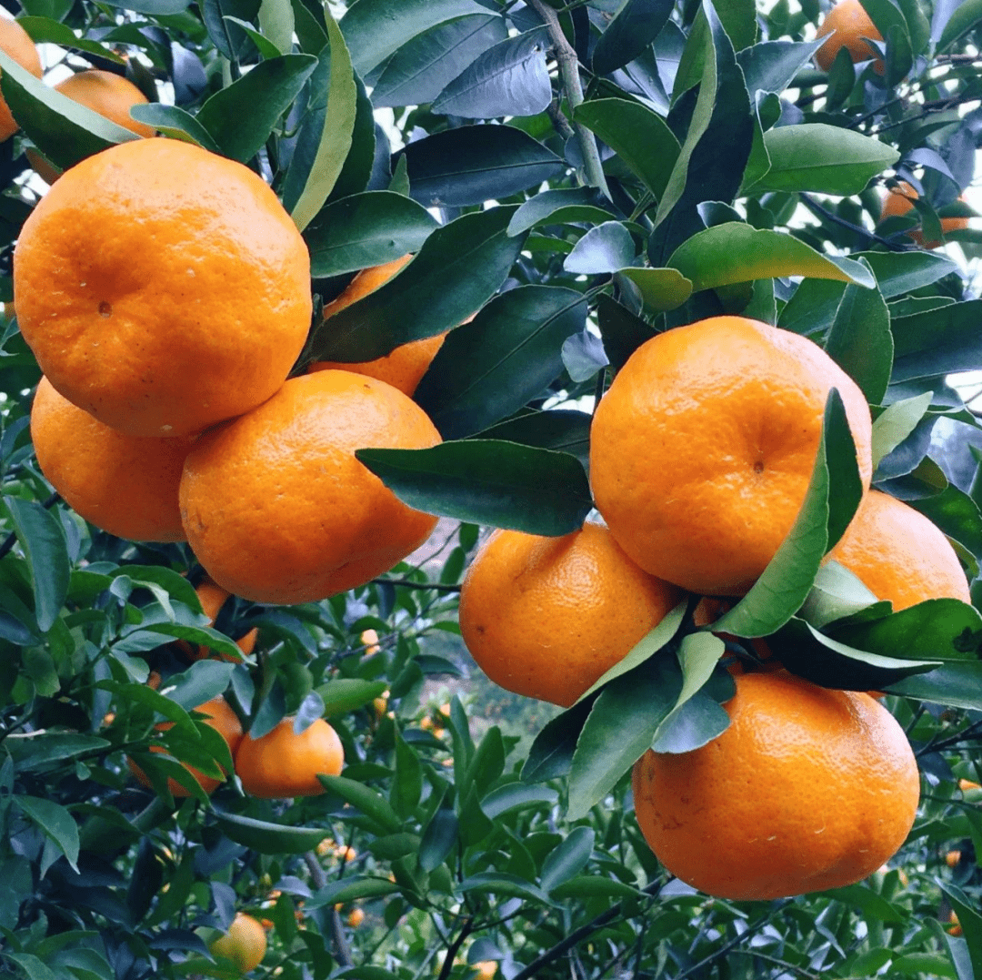 永春芦柑主题歌曲大合集