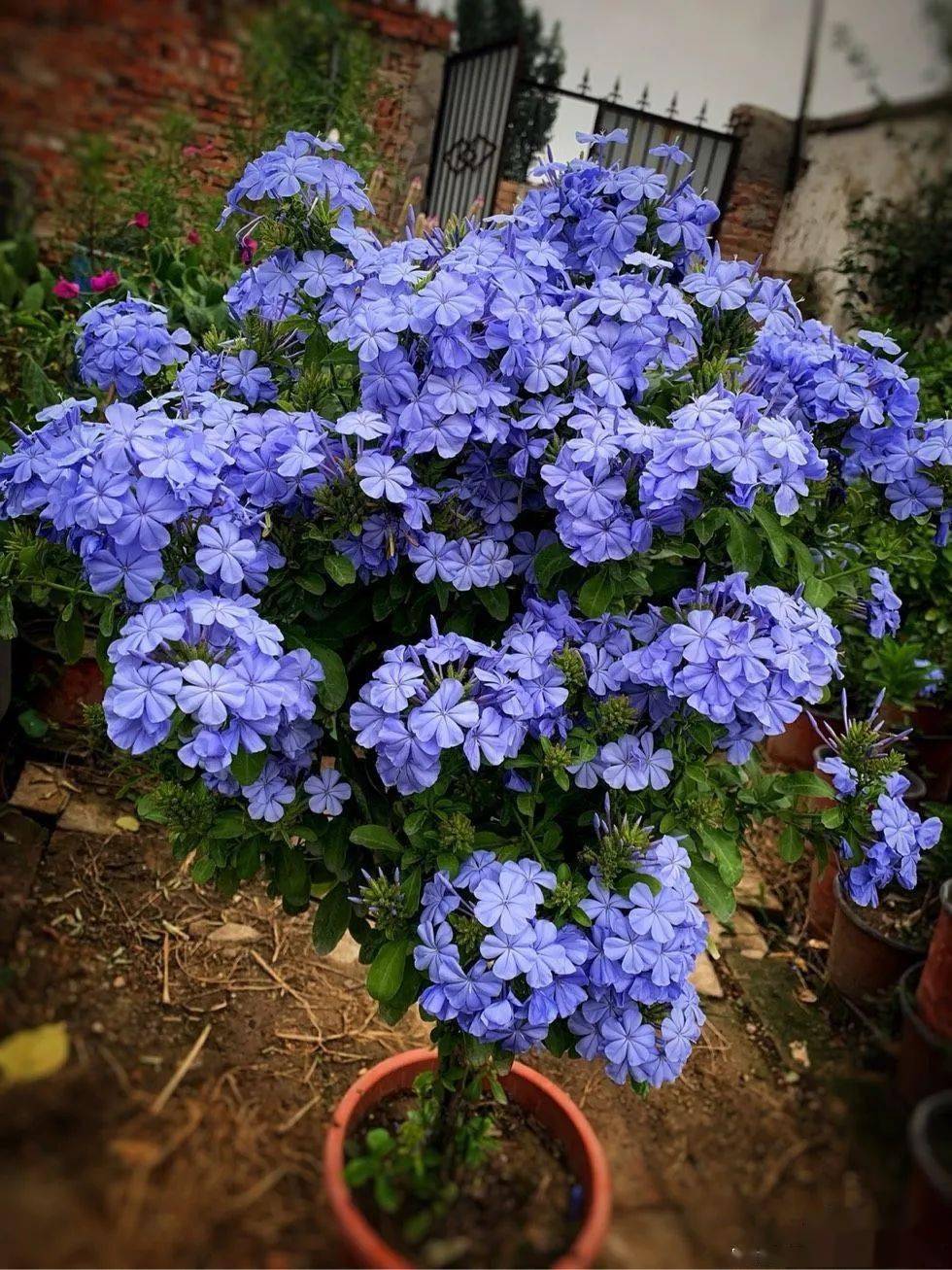 蓝雪花开了!