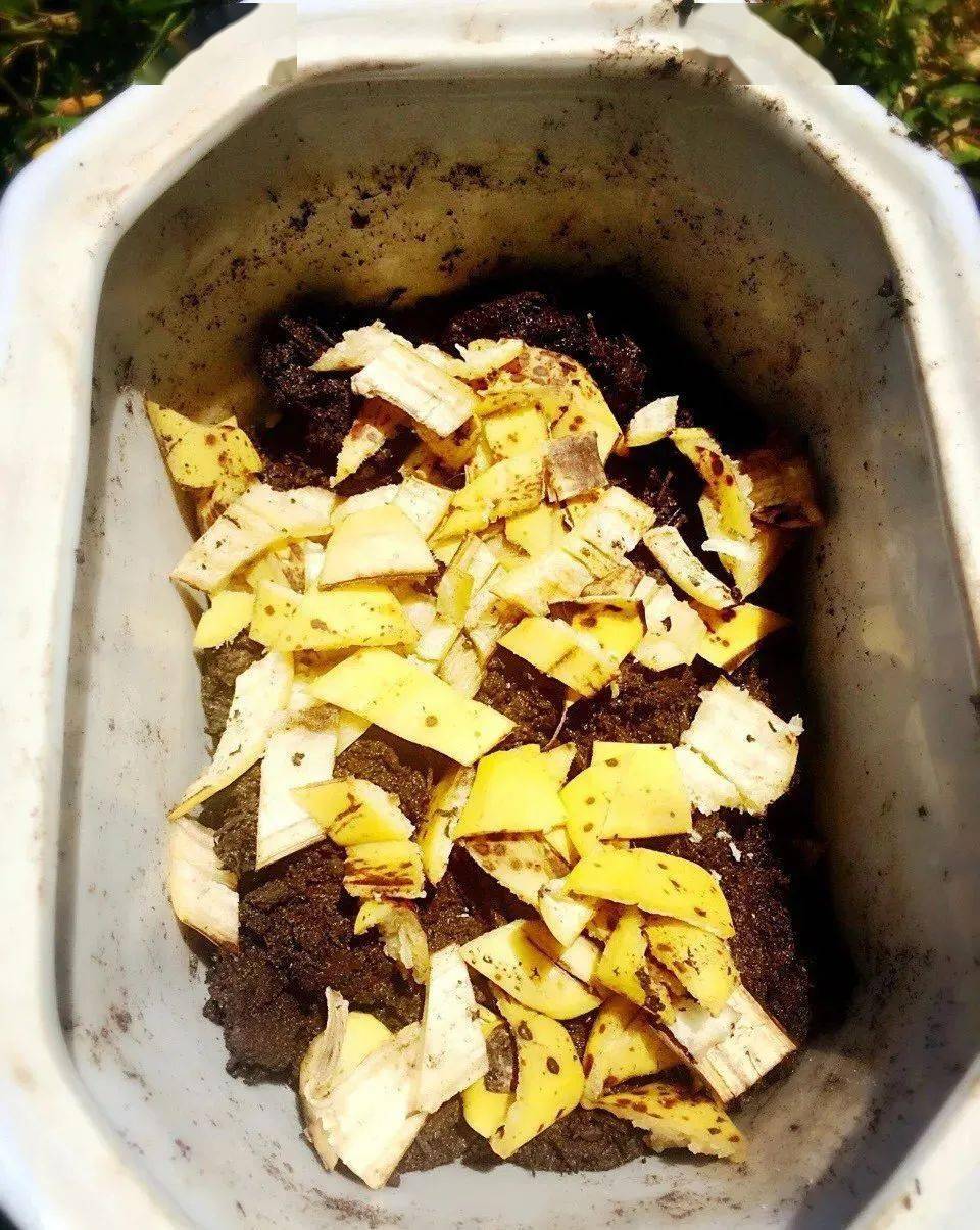 在家自制有机肥不花一分钱开花效果猛翻倍