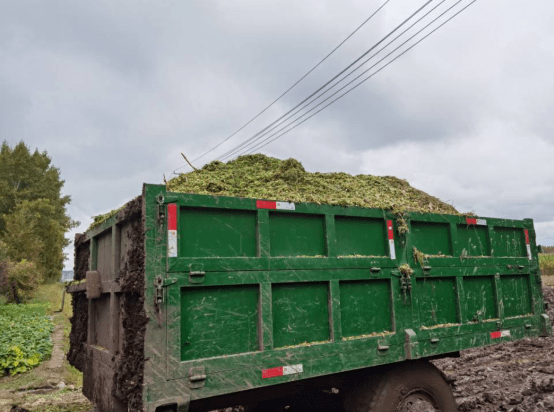 八五九开展青贮玉米收储工作