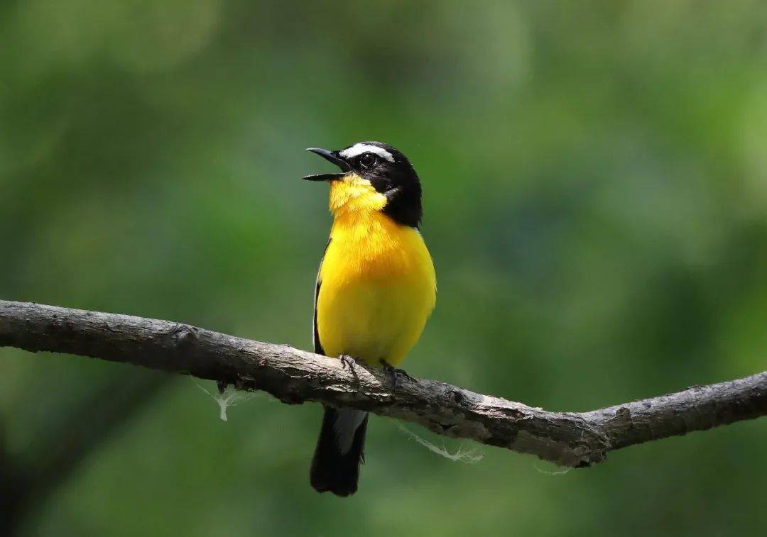 高清大图这群淮南人镜头下美丽的鸟儿你认识几个