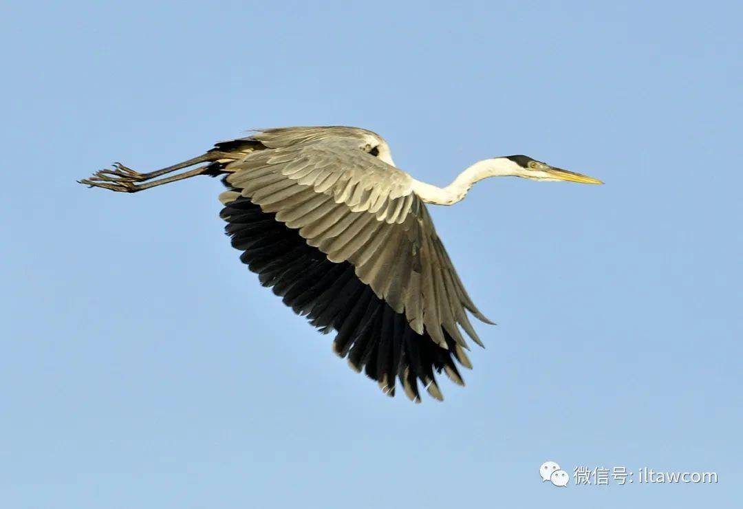 物种图册黑冠白颈鹭