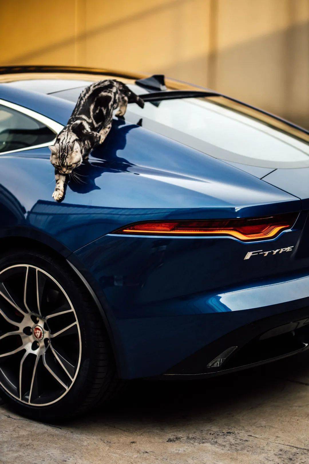 捷豹ftype与美短的一次约会