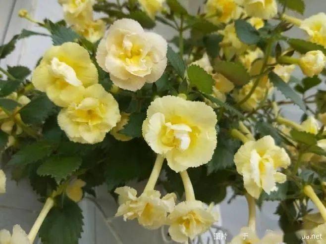 長筒花yellowenglishrose黃玫瑰