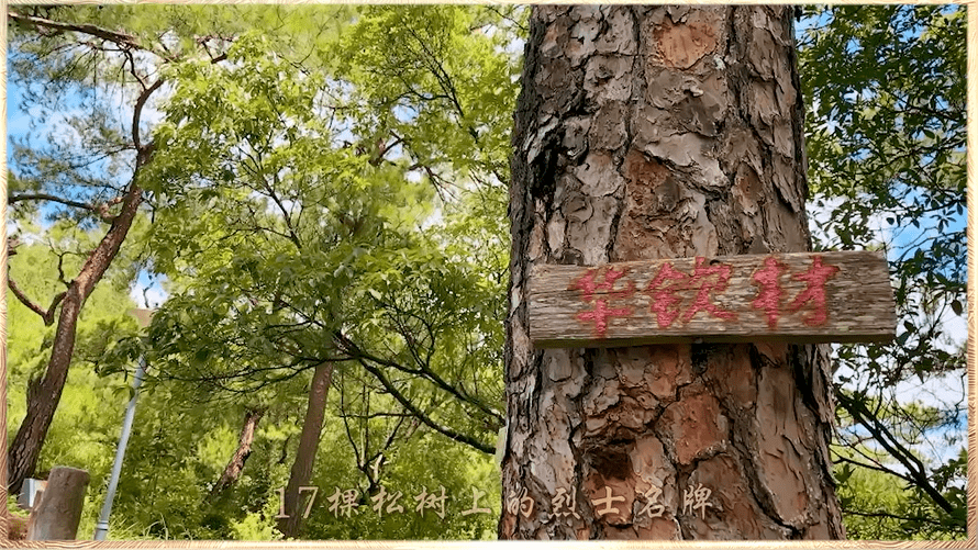 十七棵松树图片