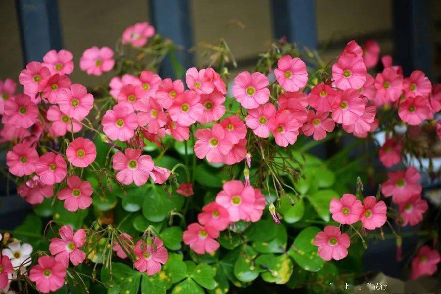 酢浆草已开200多种真的