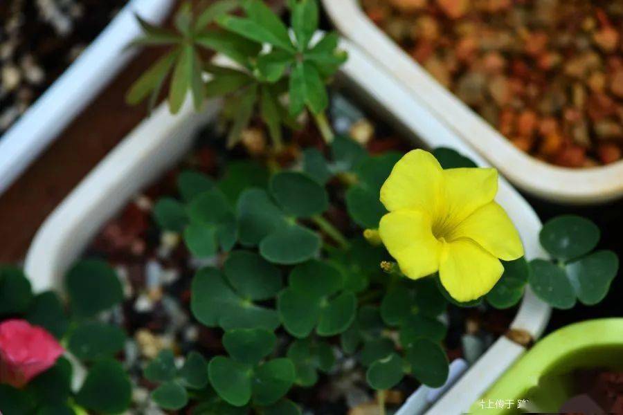 酢浆草已开200多种真的