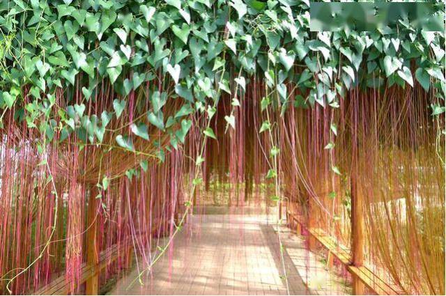 种上这些的垂吊植物犹如仙境美到炸