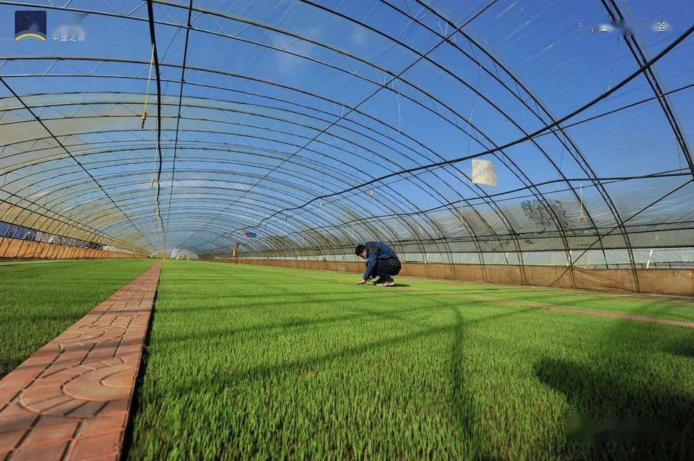 走进七星农场的大数据中心,高清屏幕能实时"盯"着水稻的生产情况.