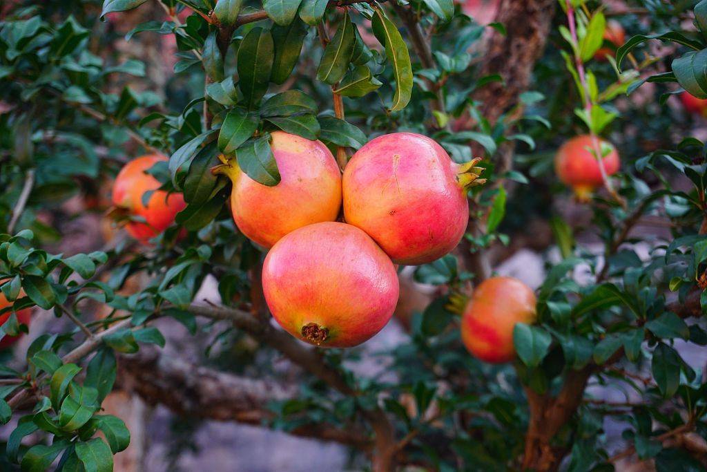 北京故宫熙和门石榴成熟红墙映衬景致迷人
