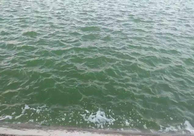 康洁0375判断池塘水质的六个基本方法