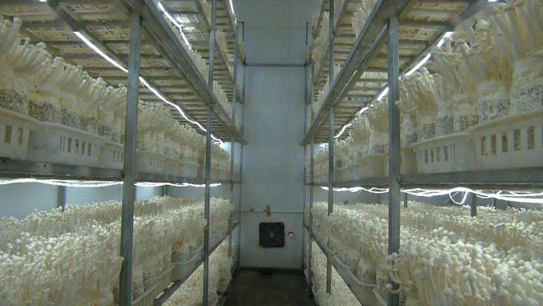 乡村振兴进行时古田凤埔全方位打造食用菌全产业链园区