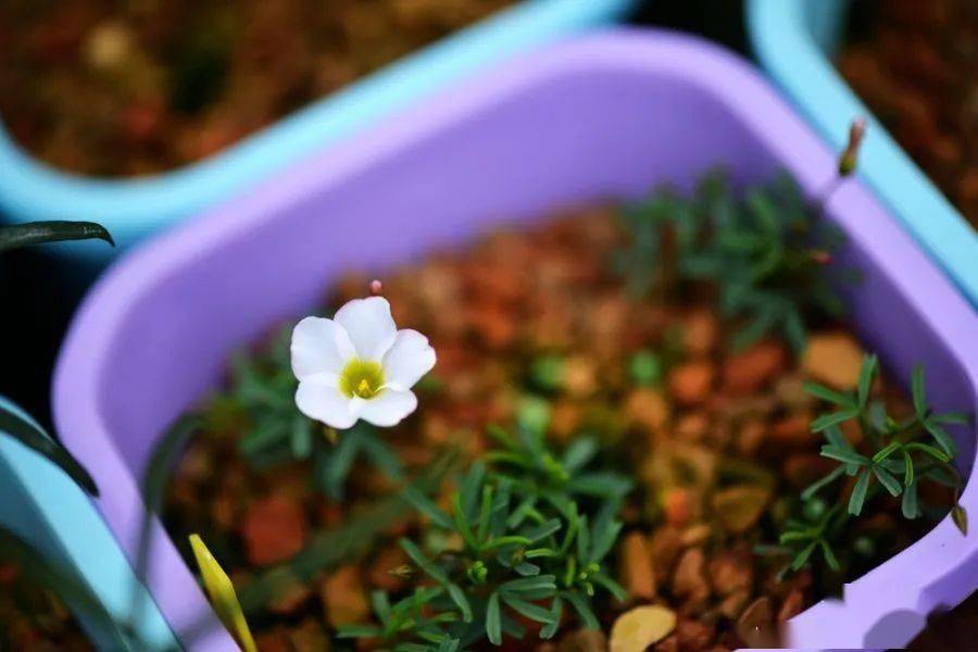 酢浆草已开200多种真的