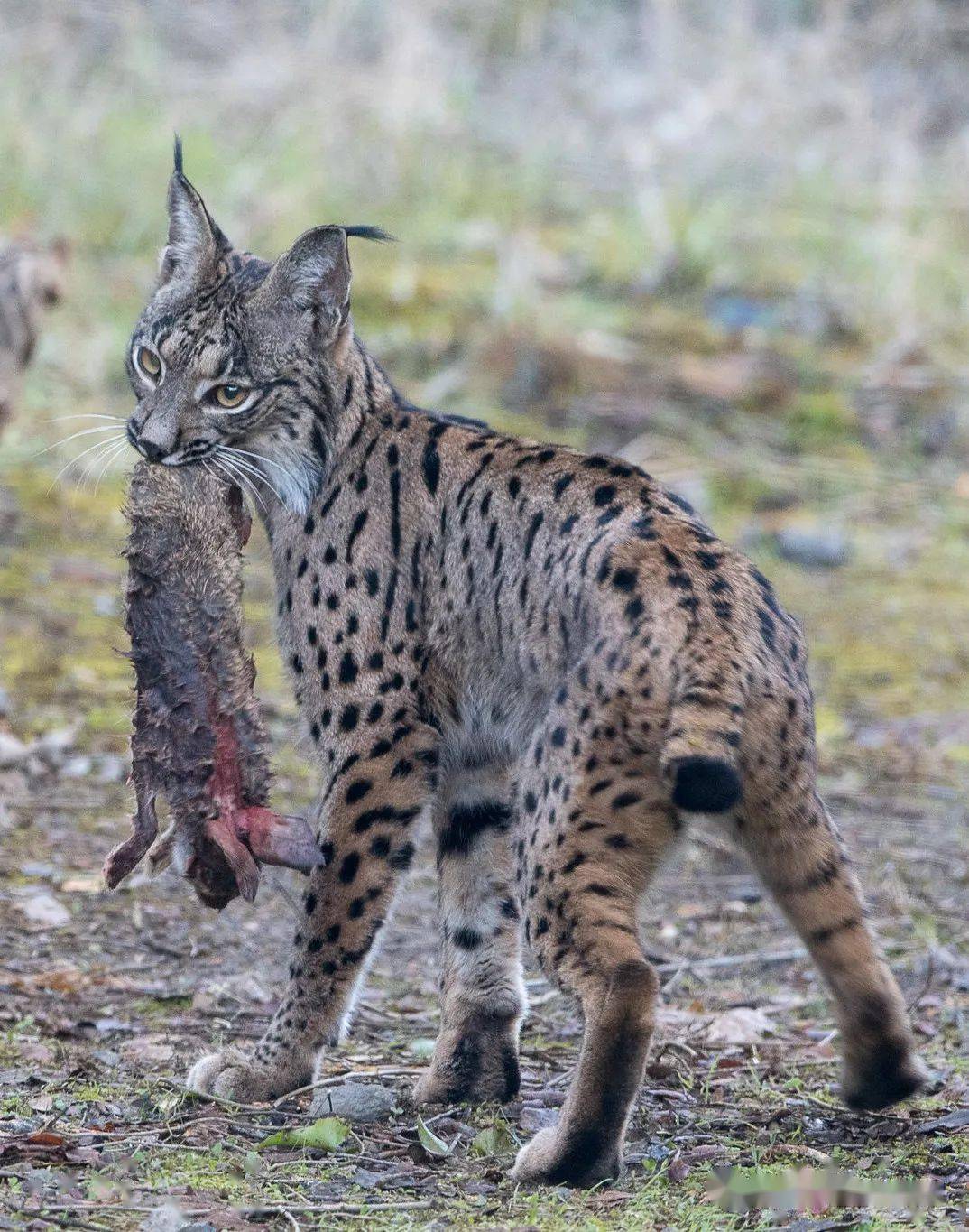 濒危的猫科动物-伊比利亚猞猁