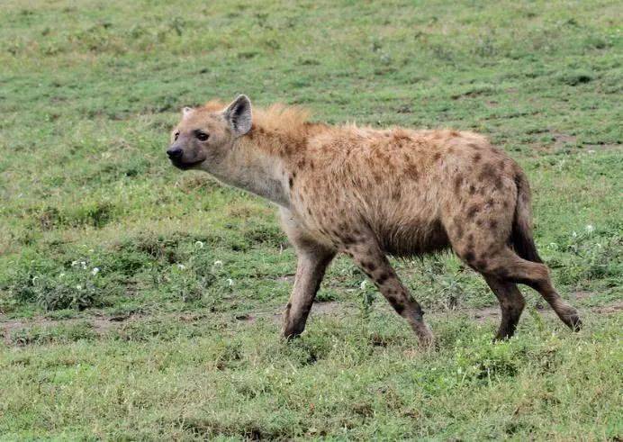 6种强悍暴戾的远古动物第4种分布中国可能幸存