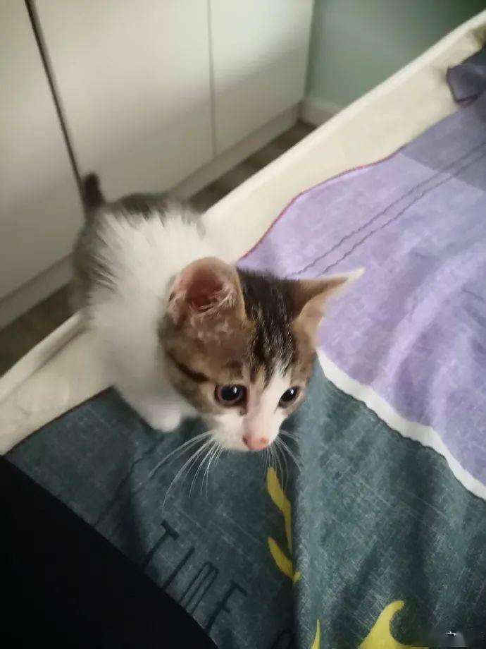 捡到的一只流浪小猫咪求领养