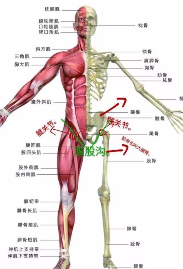 髋关节位置在哪个部位图片