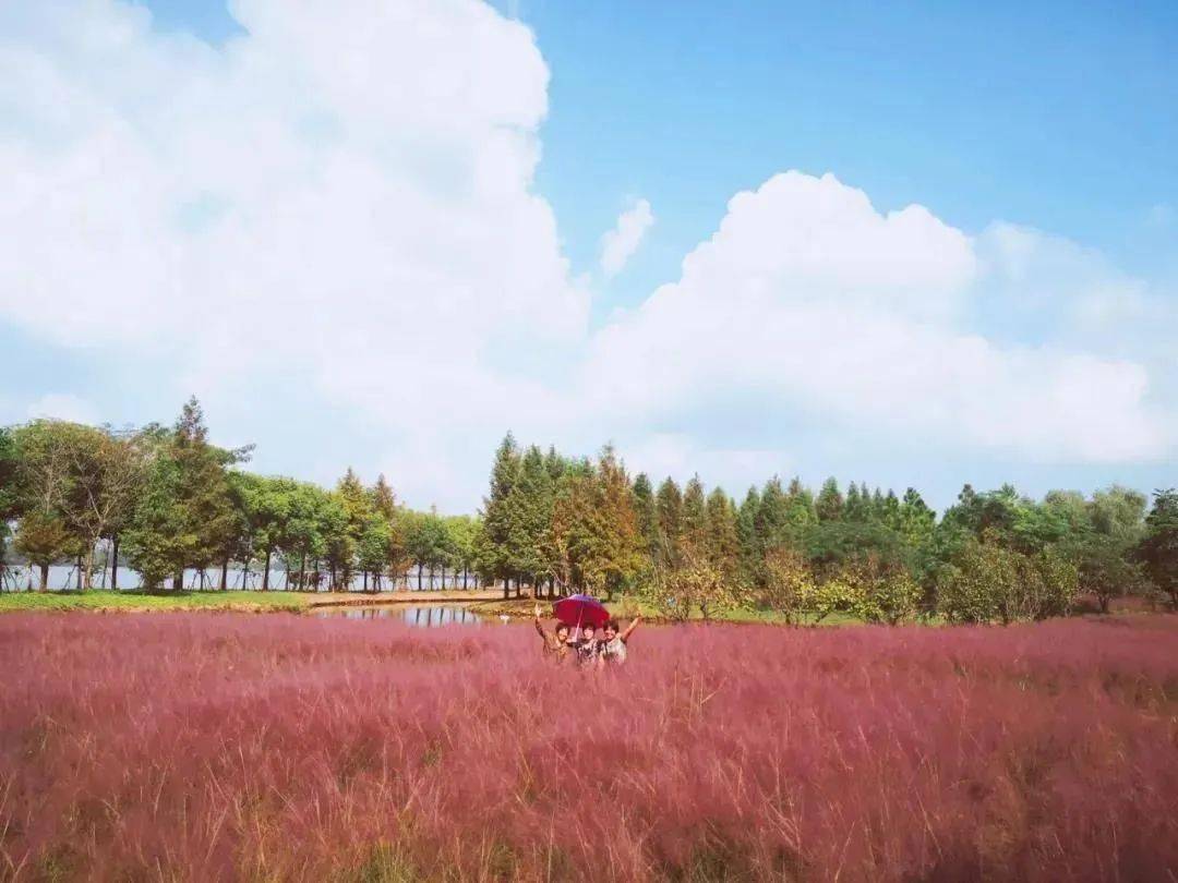 崇明这片粉色花海,美不胜收!