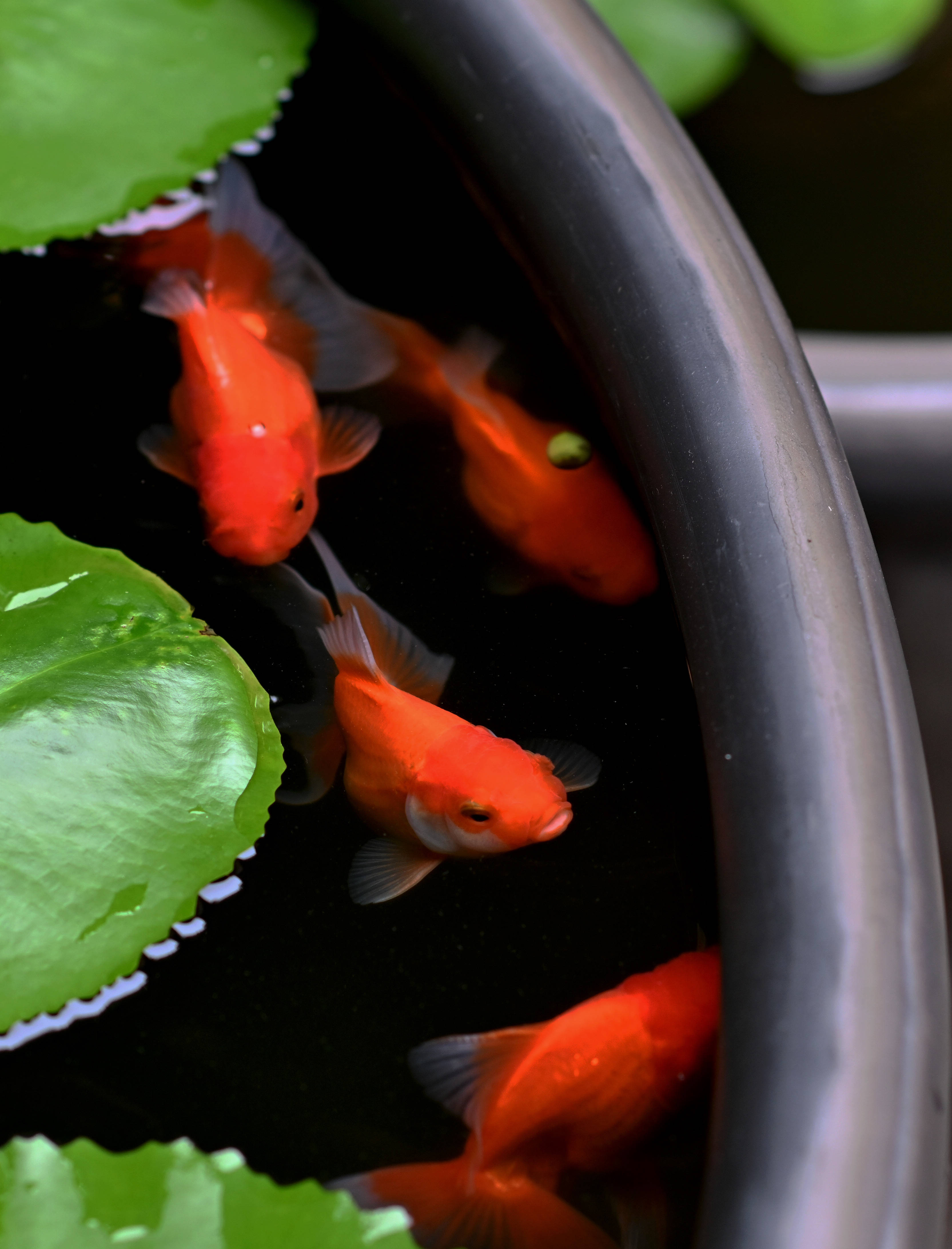 3000余尾精品金鱼亮相福州三坊七巷