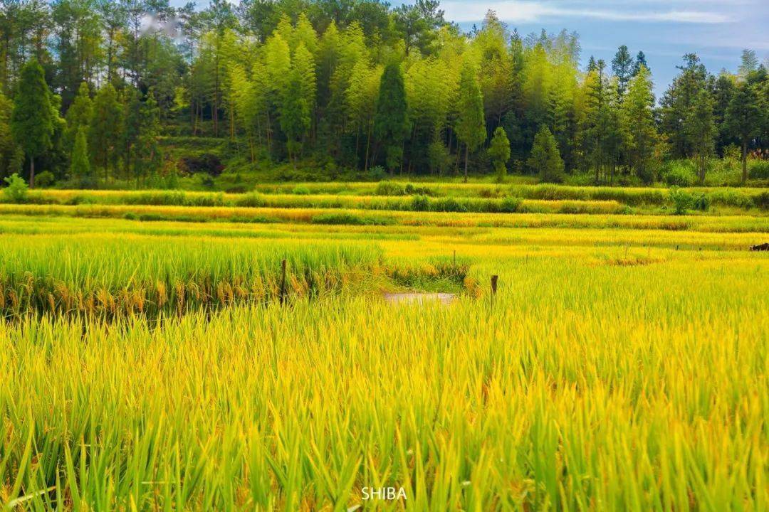 秋天的美景图片 稻田图片