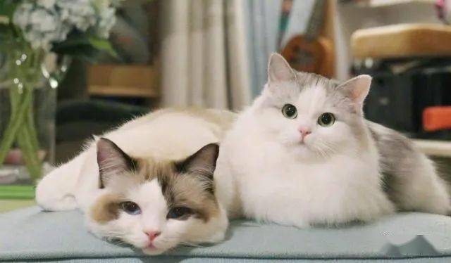 世界上最粘人的5种猫咪波斯猫倒数第一种长得太萌