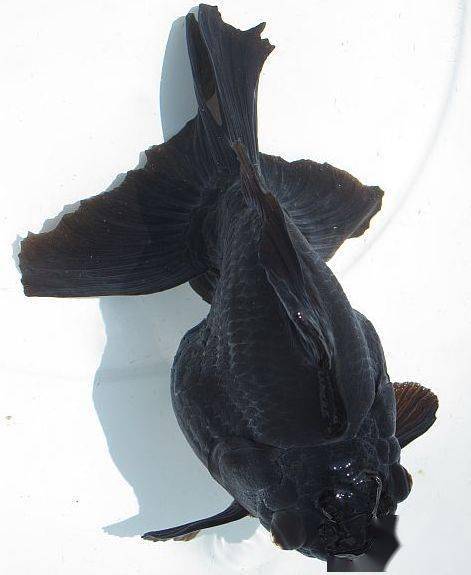 品鉴| 超过10岁的黑色琉金,依然老而弥坚!_金鱼