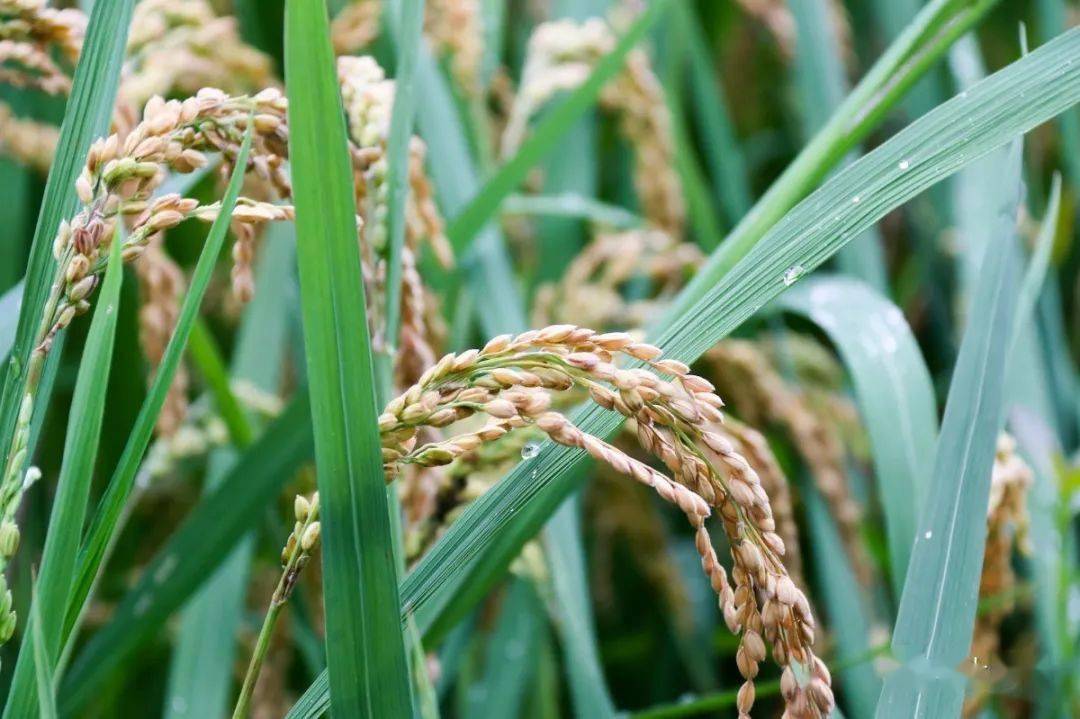 再过几天,罗平水稻即将开镰收割!_稻穗