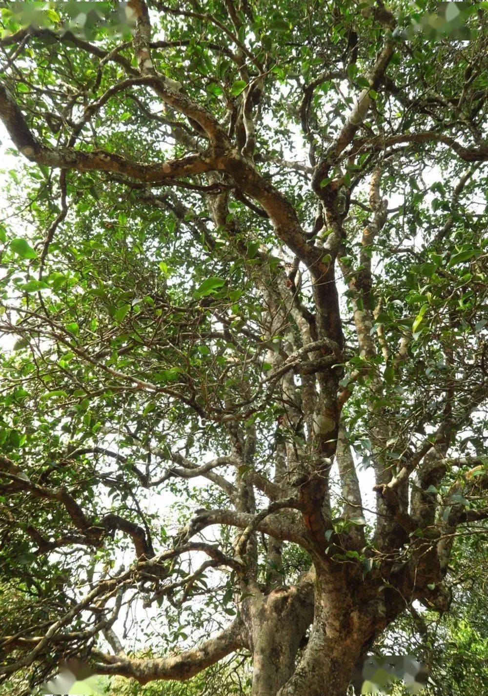 详解云南普洱困鹿山皇家古茶园