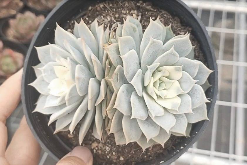 秋季里多肉基地走一走出锦的芙蓉布朗老桩的香槟惊喜连连