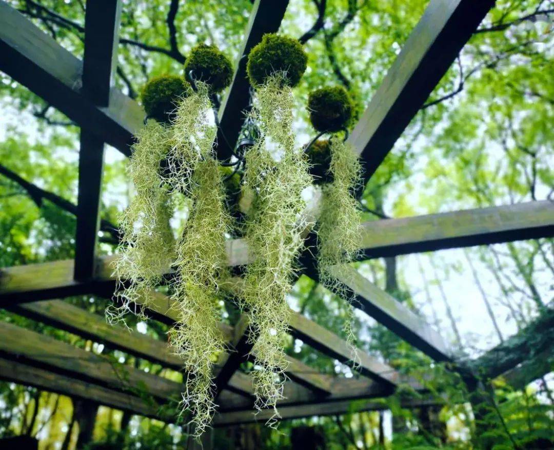 植物王国奇遇记上海植物园第四届阴生植物展开幕在即