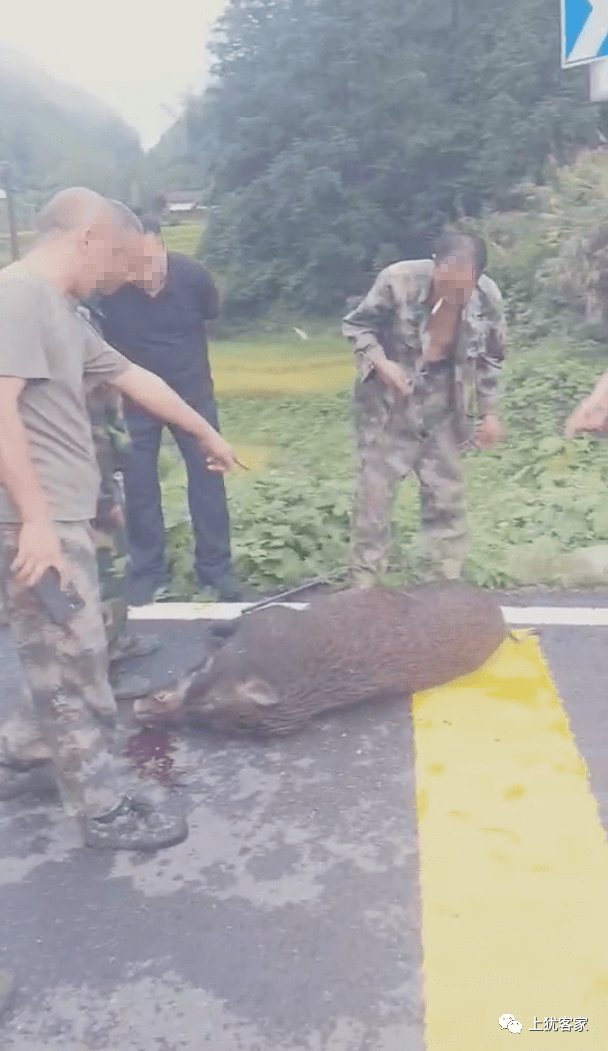 上犹打到一头大野猪,100多斤.