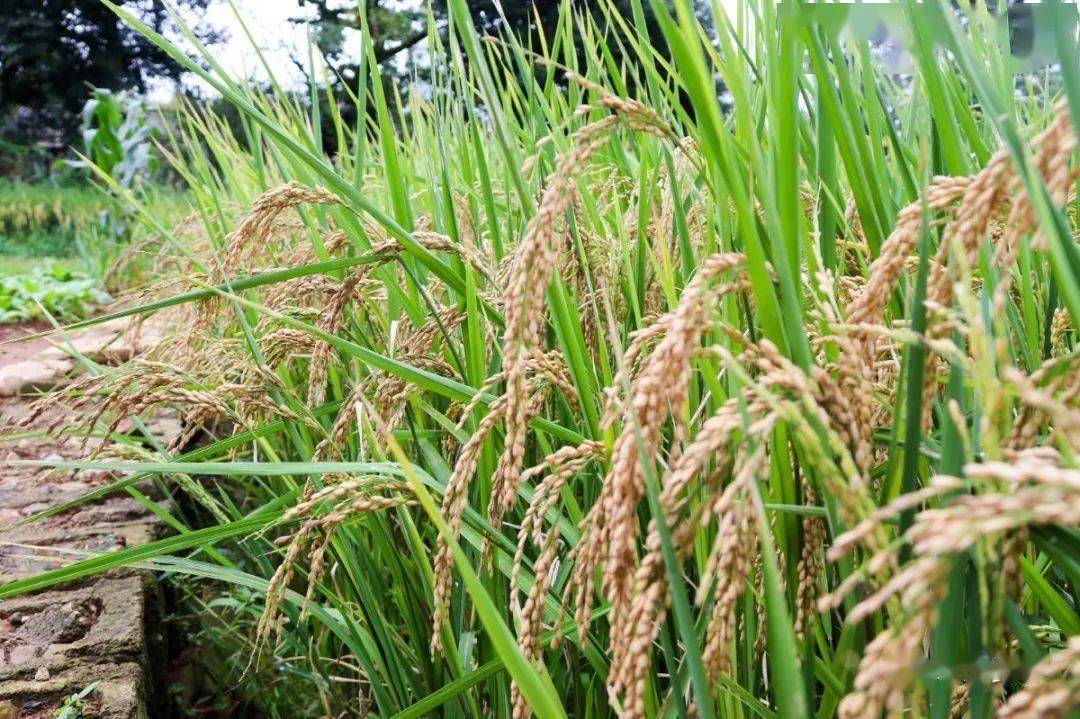 再过几天,罗平水稻即将开镰收割!_稻穗