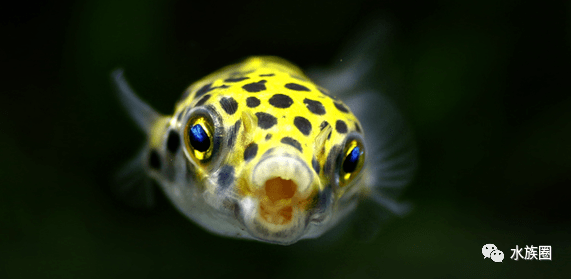 汽水鱼如何饲养?| 【水族圈低调分享】