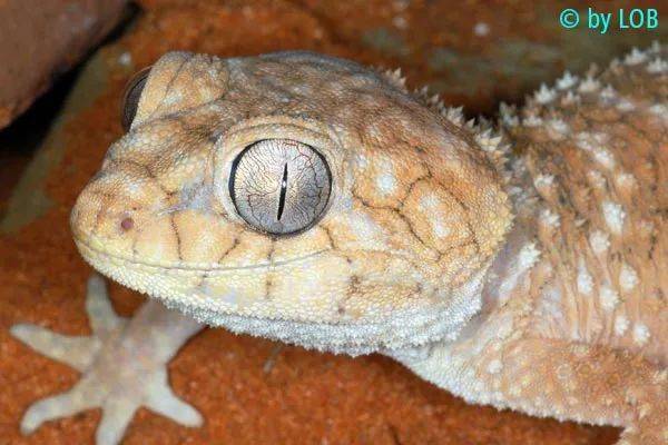 【从零开始养 】中部棘皮瘤尾守宫基础饲养指南
