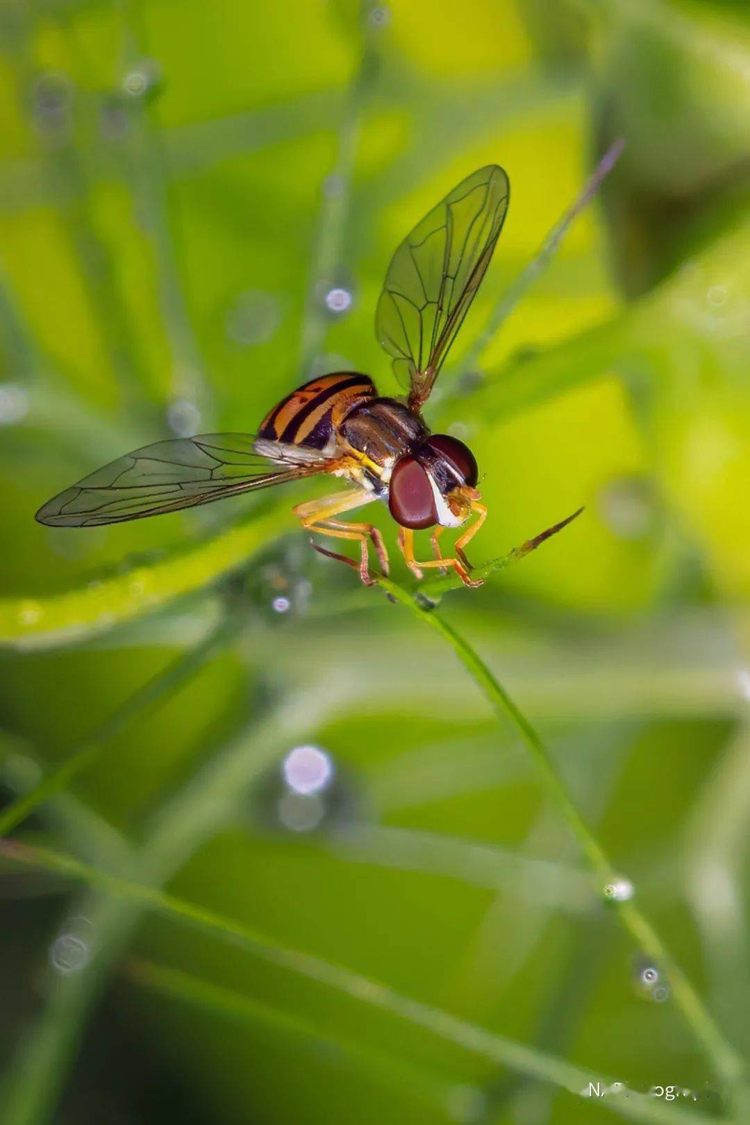 五彩微观世界 | 微距摄影 【napa北美摄影协会 - 精彩汇聚】