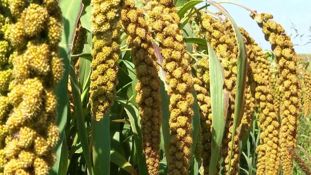 农业神木5000亩谷子长势喜人丰收在望