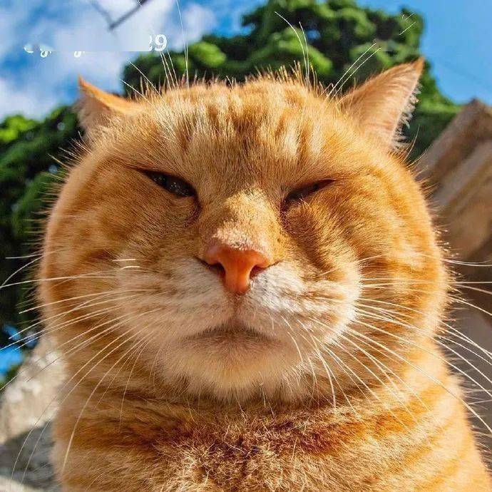 岛国摄影师喜欢近距离拍猫就拍了一些猫的大头照感觉可爱得好憨