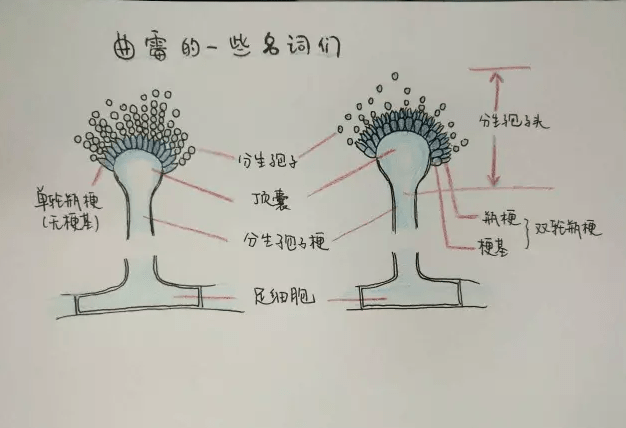 黑曲霉结构图及名称图片