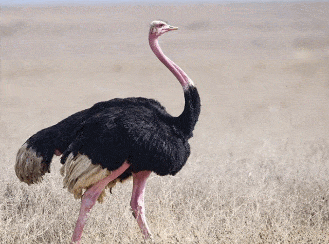 图源网络-听百鸟齐鸣,看百鸟欢聚,灰头牡丹鹦鹉,白文鸟,非洲鸵鸟