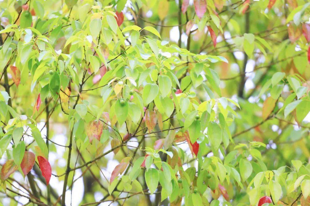 长沙市的市树居然有这么多种颜色