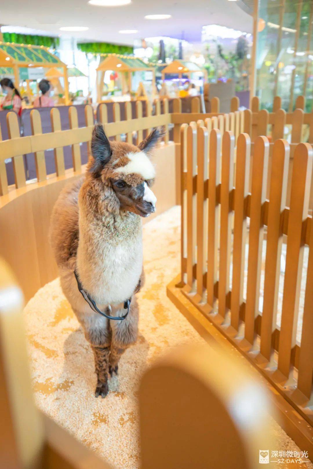 室内农场,牧场.还有月球森林,国庆走起!