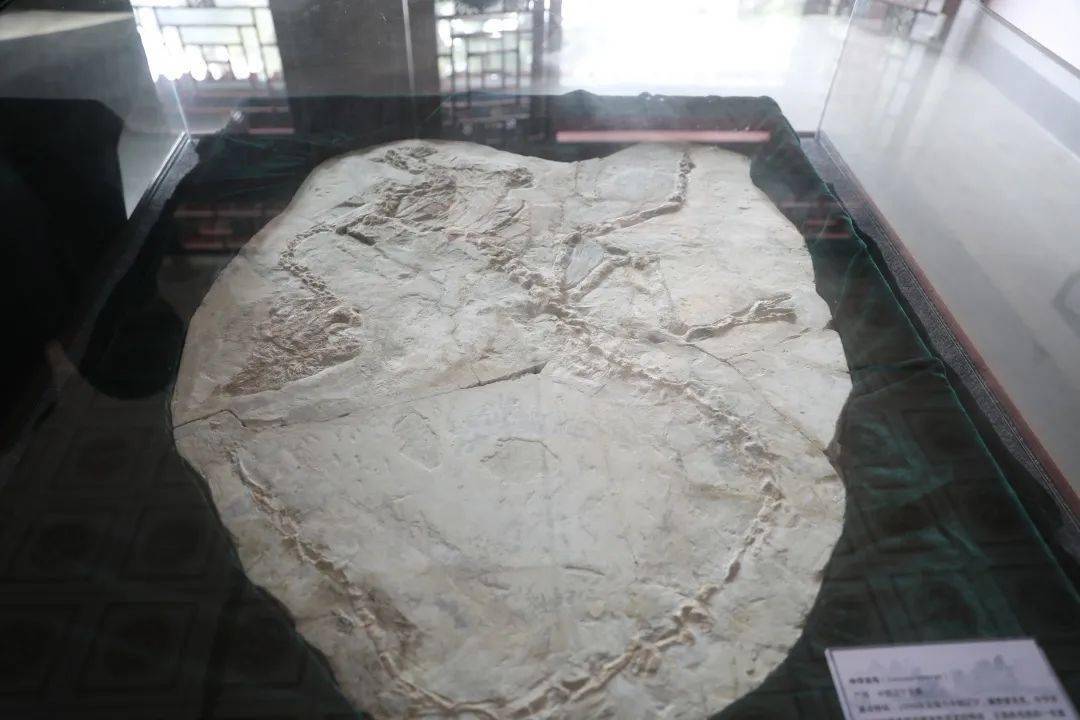 展出在景区发现的恐龙足迹化石和具有代表性的热河古生物化石