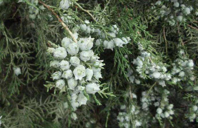 古柏挺拔苍劲,浓翠繁茂,其中一株为侧柏,不结子,其柏叶可以用来泡茶